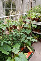 Interior of small greenhouse with tomatoes and courgettes in grow bags, vegetable seedlings in pots