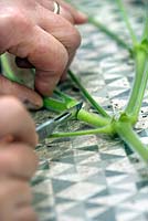 Gardener slicing Pelargonium tomentosum stems with a scalpel to dip into hormone rooting powder