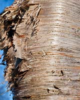 Betula ermanii - Erman's birch bark