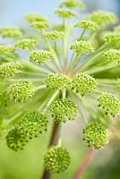 Angelica archangelica, Perennial. May, summer. Close up portrait of flower head.