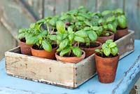 Basil Seedlings in terracotta pots in a wooden tray on a table.