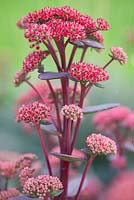Sedum Red Cauli, Stonecrop. Perennial, August. Summer. 