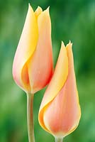 Tulipa  'Blushing Lady' - April