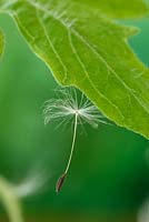 Taraxacum officinale - Seed on tomato plant leaf - Dandelion - April