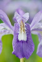 Iris cristata AGM - Dwarf crested iris   Lady's calamus, May
