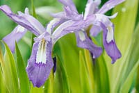 Iris cristata AGM - Dwarf crested iris   Lady's calamus. Unopened flower, May