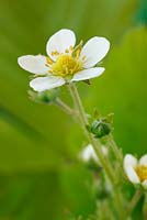 Fragaria vesca, wild strawberry flower - April