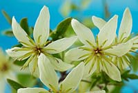 Clematis 'Fragrant Oberon' - Forsteri Group,  May