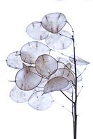 Lunaria annua - Honesty seed heads. Graphic close up of dried seed heads.