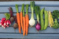 Organic vegetables including radish, beetroot, carrots, red onion, white onion, broccoli, broad beans and french beans
