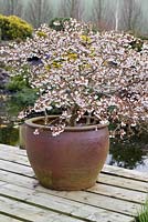 Container on wooden deck planted with a Prunus incisa 'Kojo-no-mai' (Fuji cherry)