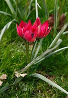 Tulipa hageri 'Little Beauty'