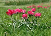 Tulipa hageri 'Little Beauty' 
