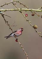 Carduelis flammea - Common redpoll male perching on larch branch