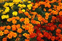Tagetes patula 'Durango series' - French marigolds 