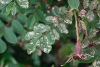 Caliroa cerasi - Rose Slugworm damage to rose leaves