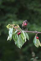 Turdus merula - Blackbird juvenile with cherry in beak