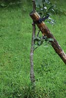 Apple tree with angled support stake