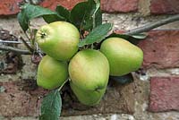 Malus domestica 'Adams Pearmain' - Trained apple against brick wall