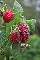 Rubus idaeus 'Autumn Bliss' - Raspberry 