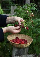 Rubus idaeus 'Autumn Bliss' - Picking Raspberries