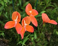 Disa glasgow Orchid plants in flower