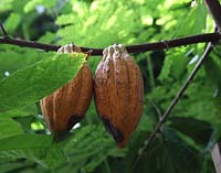 Theobrama cacao 'Amelonado' close up of ripening seed pod
