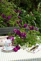 Cut Rosa 'Cardinal de Richelieu' on table with vintage china and secateurs