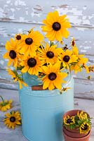 Sunflowers and Rudbeckias in blue enamel jug