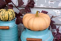 Squashes decoratively arranged with blue enamel containers, inc 'Autumn Crown', Butternut 'Walthams Butternut' and 'Harlequin'