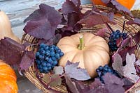 Squash 'Autumn Crown' with purple vine leafs and grapes