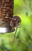 Wood mouse on peanut bird feeder - Apodeus sylvaticus 