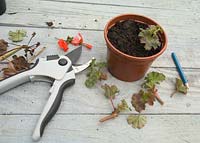 Pelargonium - taking cuttings
