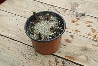 Pot up rooted cuttings - cover with vermiculite