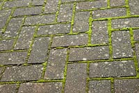 Moss growing on driveway paving