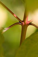Cornus - Dogwood leaf axil