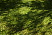 Shadows on Autumn lawn