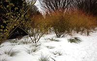 Carex, Hamamelis and Cornus in winter border