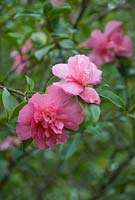 Camellia hemalis 'Sparkling Burgundy'