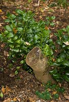 Hard pruned Camellia - New growth from base