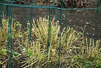 Cut back perennials in autumn - Maintain support for next year