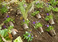 Prepare to plant for winter interest - Pansies and grasses