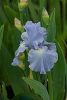 Iris 'Aigue Marine' - Cayeaux Iris