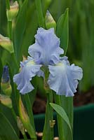 Iris 'Aigue Marine' - Cayeaux Iris