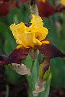 Iris 'Andalon' - Cayeaux Iris