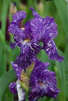 Iris 'Batik' - Cayeaux Iris