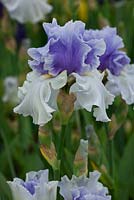 Iris 'Alpenview' - Cayeaux Iris