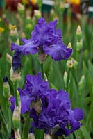Iris 'Mer du Sud' - Cayeaux Iris