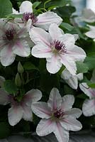Clematis 'The Countess of Wessex'