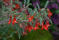 Lessertia montana - Trewidden Nurseries
